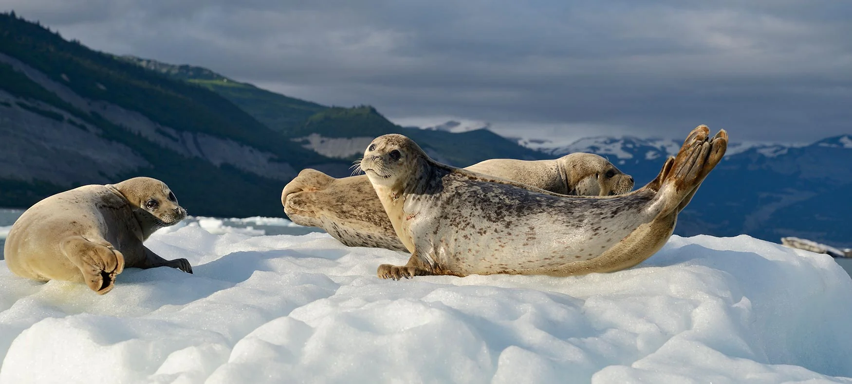 Alaska Harbor seals Icy Bay, Wrangell-St. Elias National Park, Alaska.
