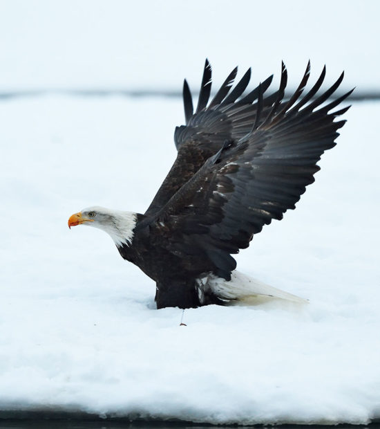 Adult bald eagle photo, landing in snow, Alaska.