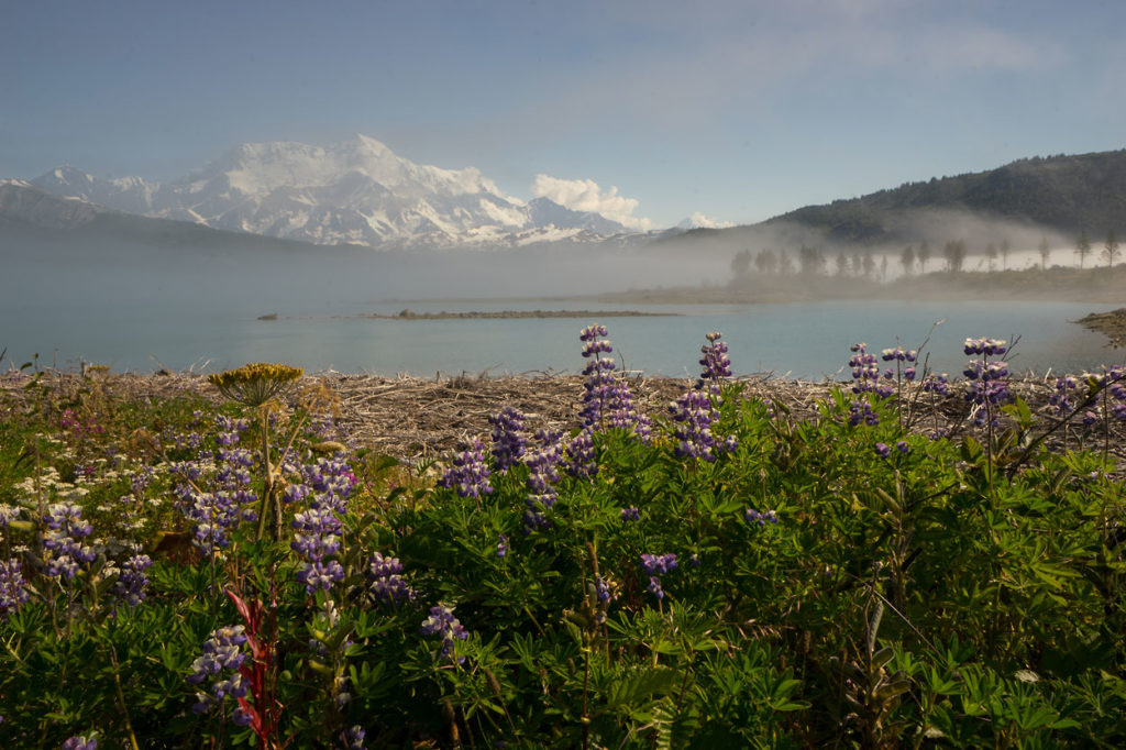 A field of wild Nootka lupine and Mt. St. Elias beyond.