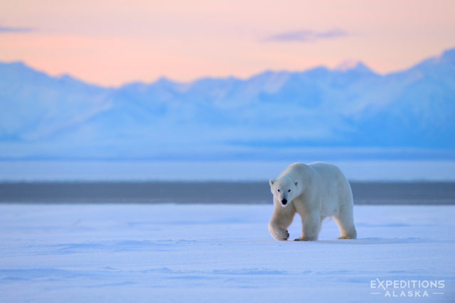 A polar bear stalks across the tundra of the coastal plain, Section 1002, in Arctic National Wildlife Refuge, ANWR, Alaska. Ursus maritimus.