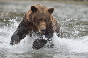 Brown bear chasing Chum salmon, Katmai National Park, Alaska.