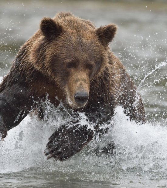 Brown bear chasing Chum salmon, Katmai National Park, Alaska.
