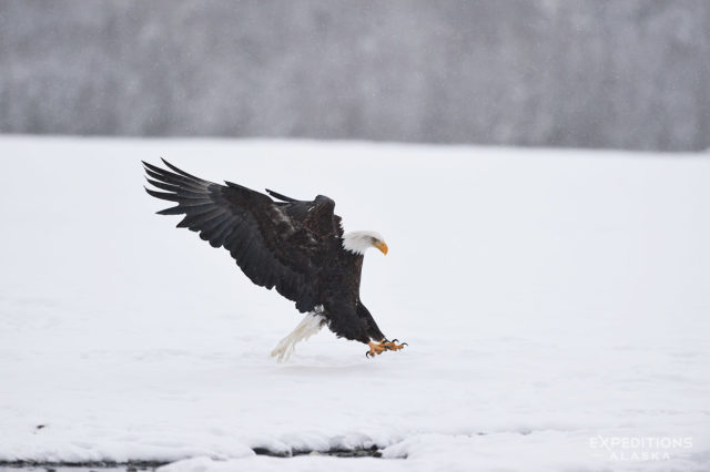 Bald eagle landing on snow, Chilkat River, Alaska.