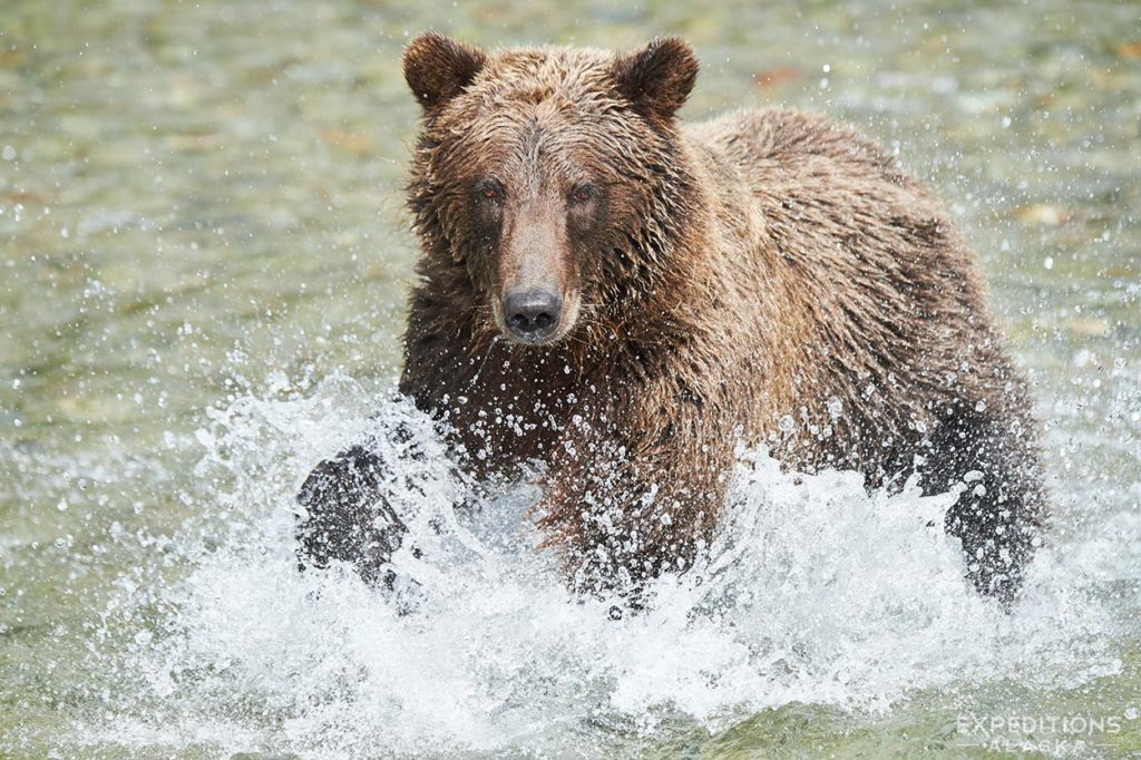 Bear viewing tour, photo tour Katmai Coast. Alaska.