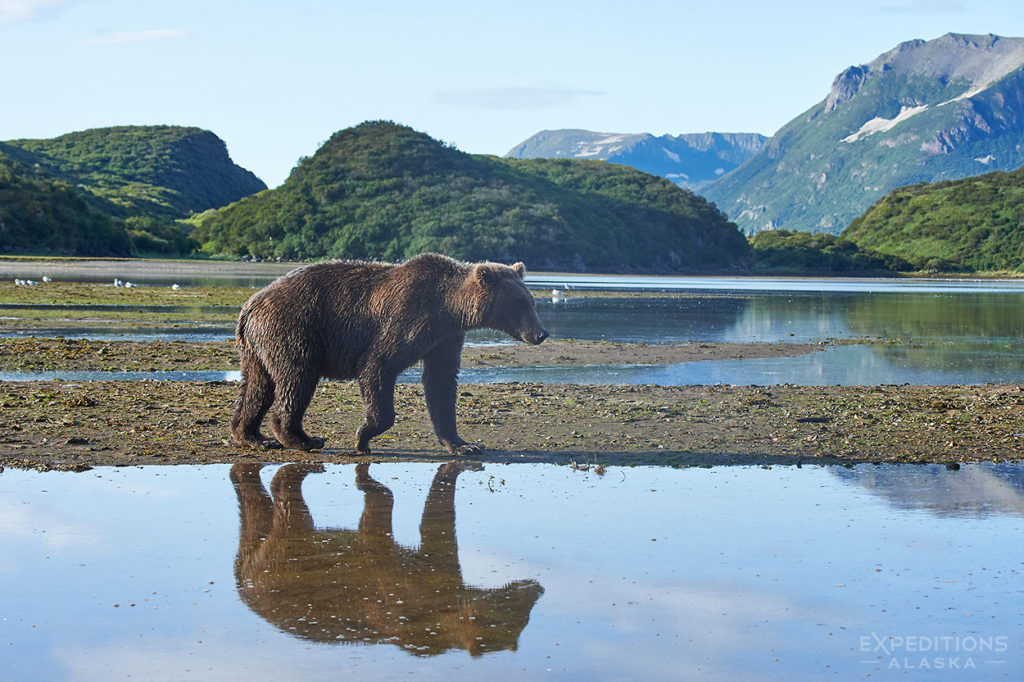 Bear viewing photo tour Katmai Alaska.
