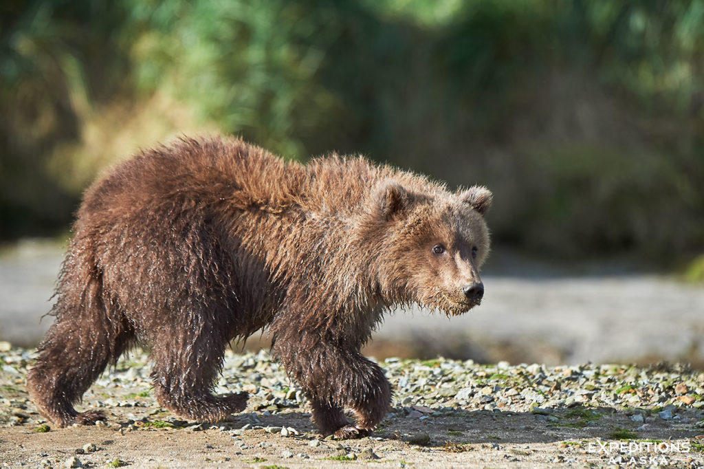 Alaska bear tour bear viewing photo of a cub.