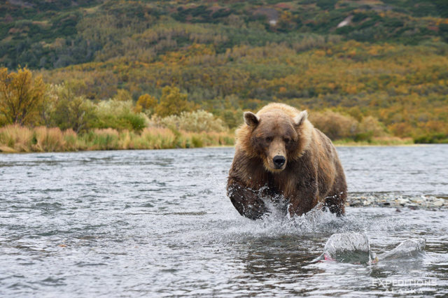 Brown bear female chasing sockeye salmon, Katmai National Park.