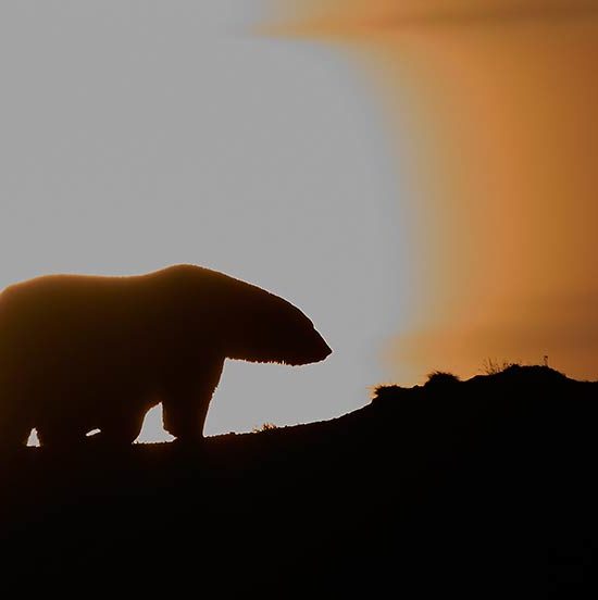 A silhouetted polar bear on the Coastal plain of Alaska's Arctic National Wildlife Refuge, ANWR.