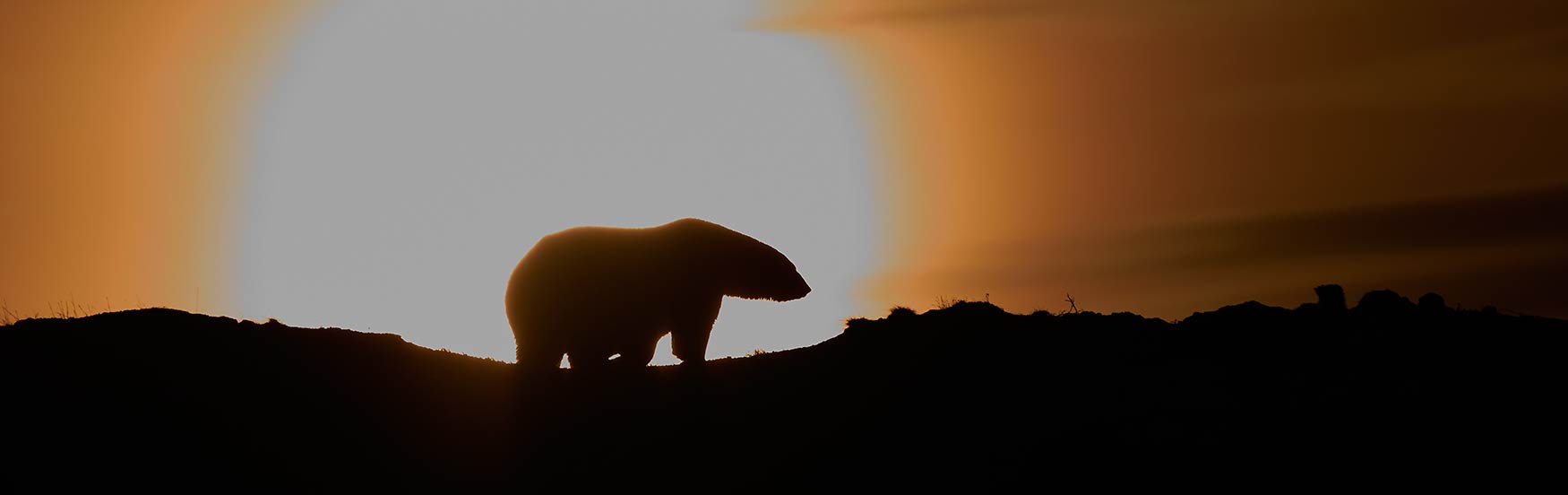 A silhouetted polar bear on the Coastal plain of Alaska's Arctic National Wildlife Refuge, ANWR.