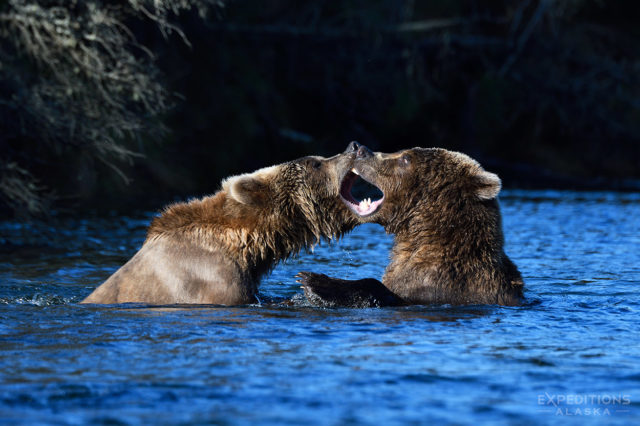 young subadult brown bears playing in the river, Katmai National Park.