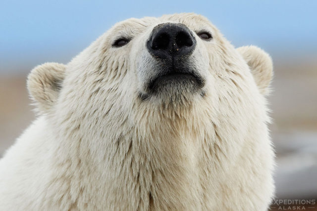 Female polar bear sniffing the air, ANWR, Alaska.