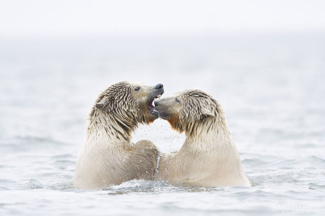 Polar bear cubs playing in the Arctic Ocean, ANWR, Alaska.