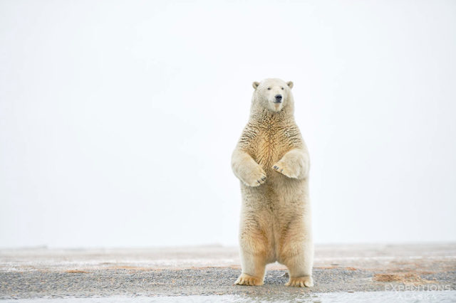 Standing polar bear subadult, ANWR, Alaska.