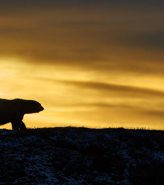 Silhouette of Alaska polar bear Arctic National Wildlife Refuge, ANWR, Alaska