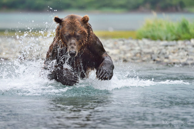 Adult male brown bear chasing silver salmon in Katmai National Park.