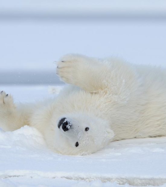 Alaska polar bear rolling on snow in Arctic National Wildlife Refuge, ANWR, Alaska.