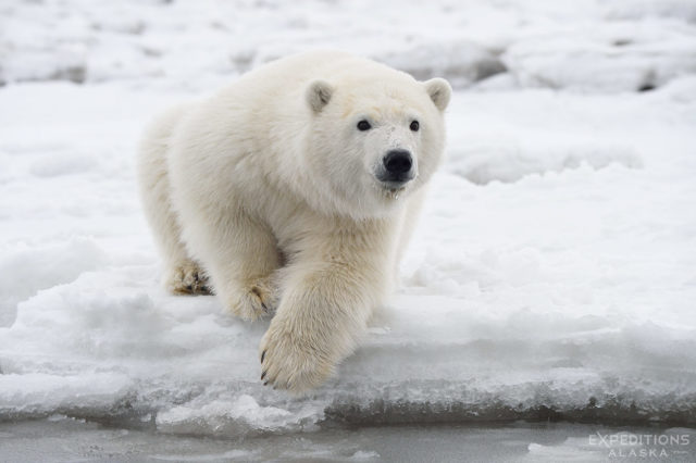 A yearling polar bear cub on the edge of the Beaufort Sea and Arctic Ocean, Alaska. Ursus maritimus.