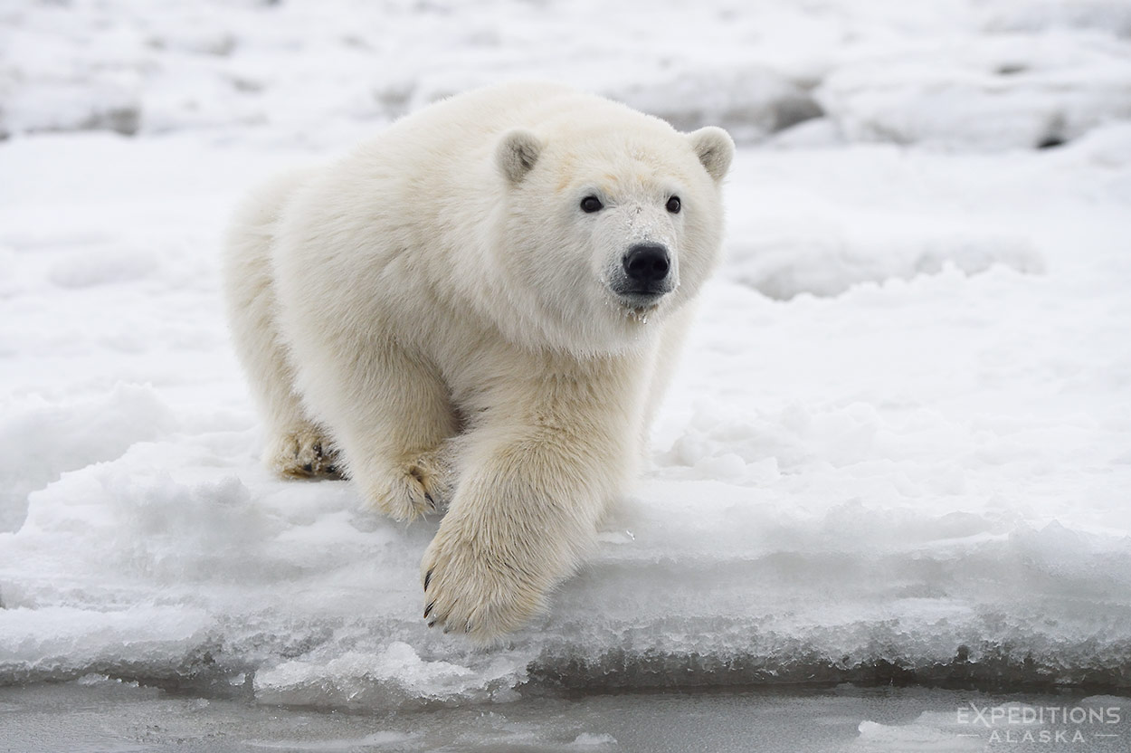 polarbearcub图片