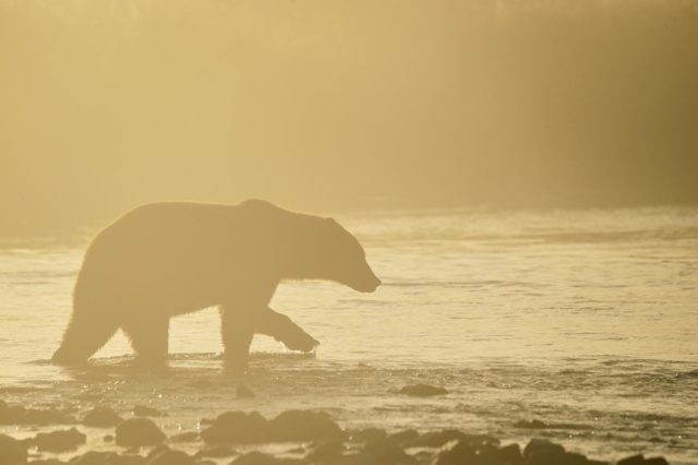 Grizzly bear Katmai National Park Alaska.