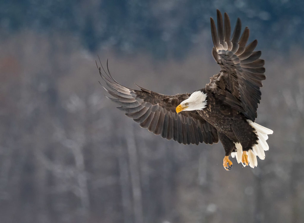 Bald eagle photo tour, Bob Rottenberg images.