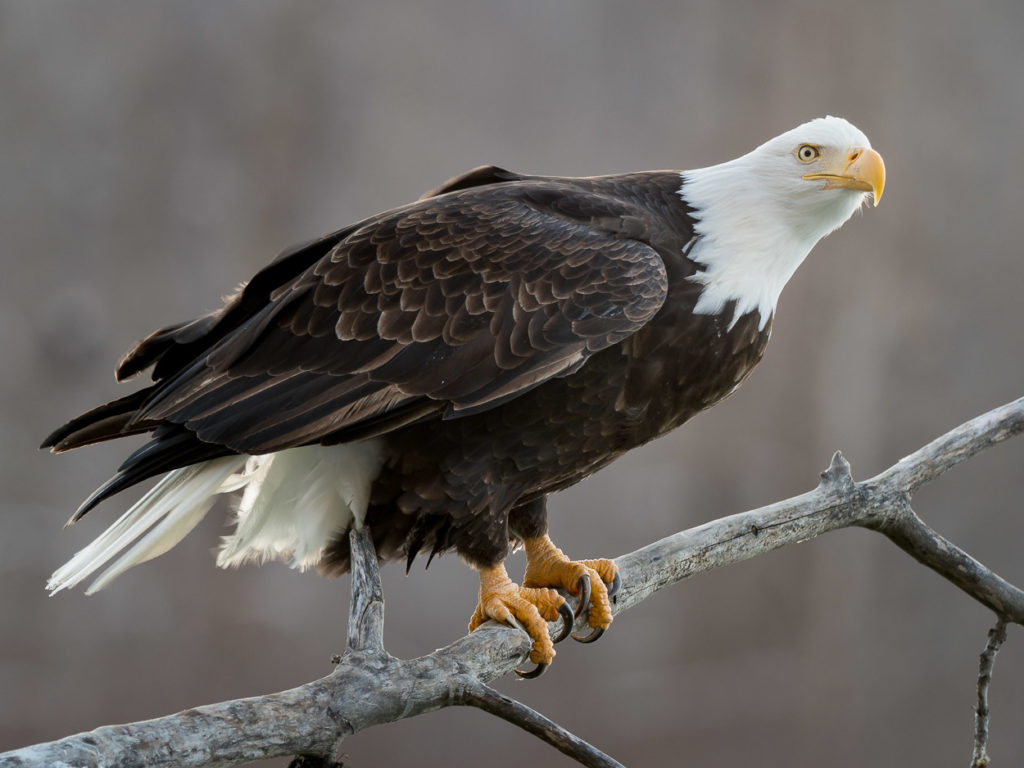 Bob Rottenberg images, bald eagle photo tour Expeditions Alaska.Bob Rottenberg images, bald eagle photo tour Expeditions Alaska.