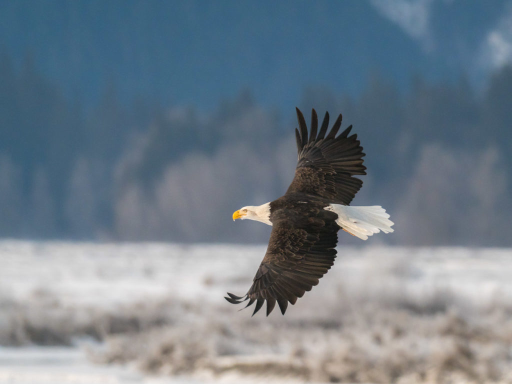 Bald eagle in flight, Bob R photo, Expeditions Alaska photo tours.