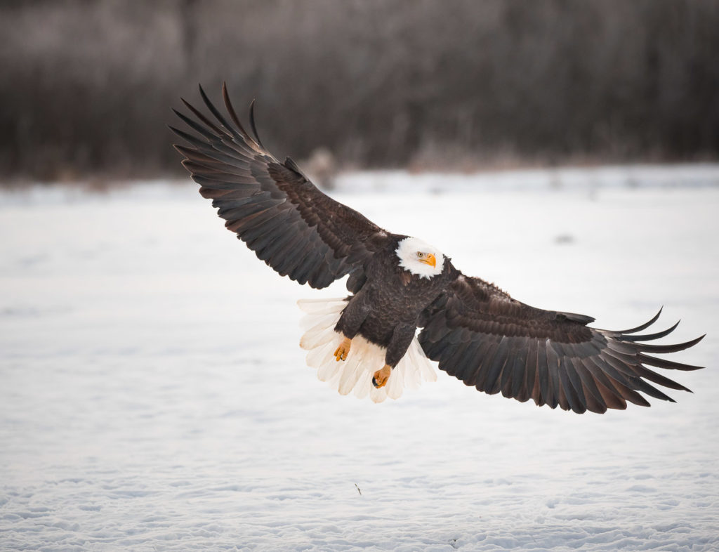 mature bald eagle in flight Bob R, photo tour Alaska.
