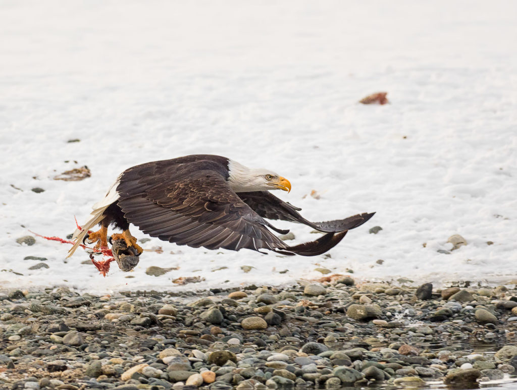 Bald eagle with a fish Bob Rottenberg Photo Tour.