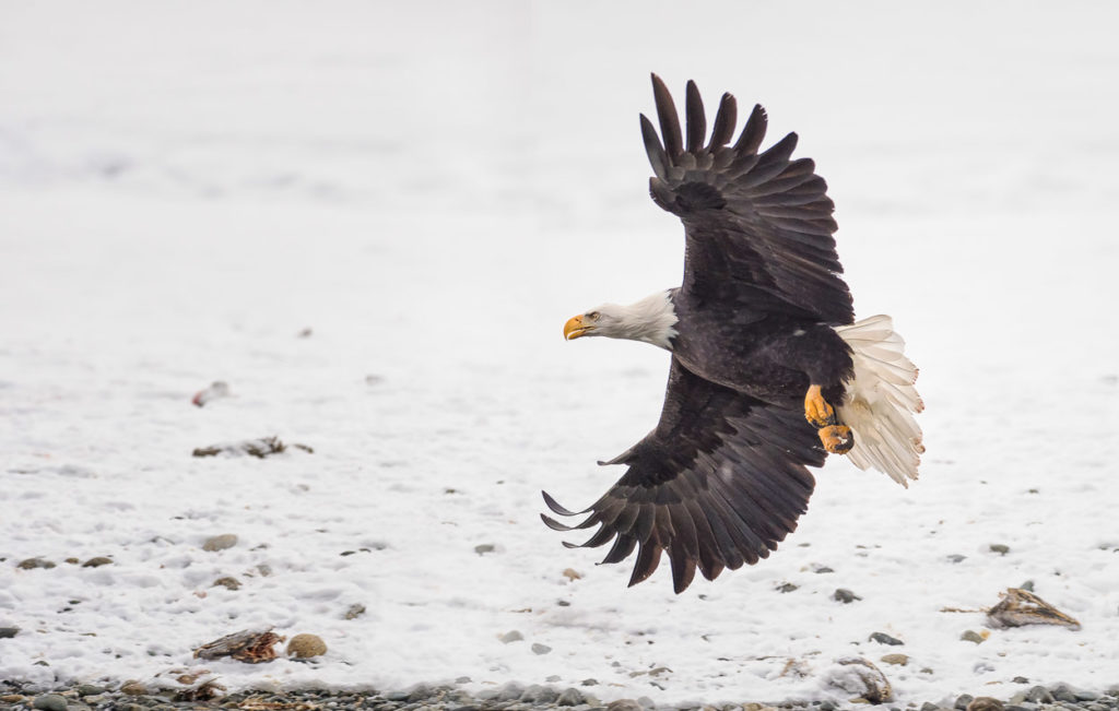 Bald eagle photo by Bob R, Expeditions Alaska photo tour.