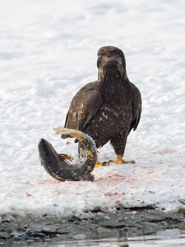 Juvenile bald eagle with salmon.