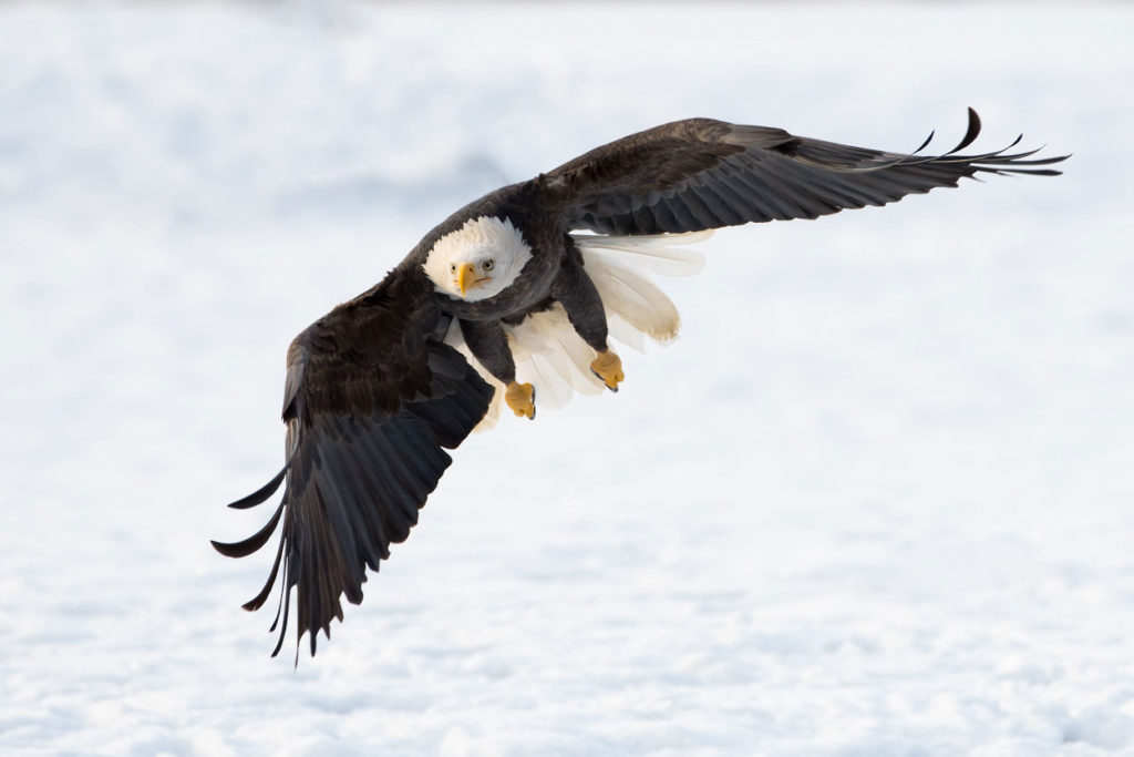 Adult bald eagle in flight.