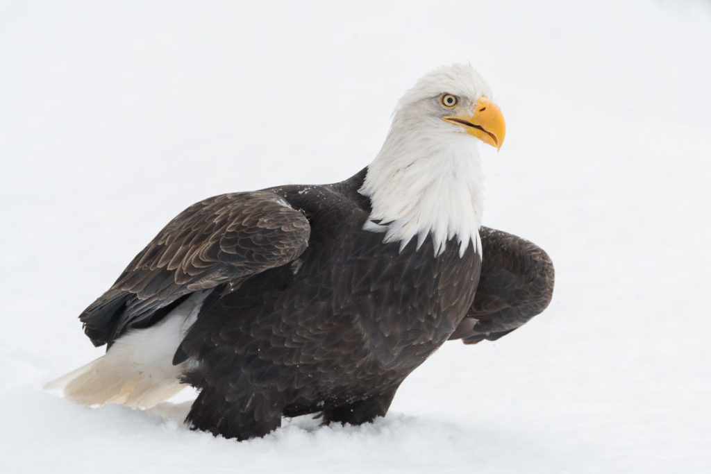 Bald eagle photo Ready for take-off.