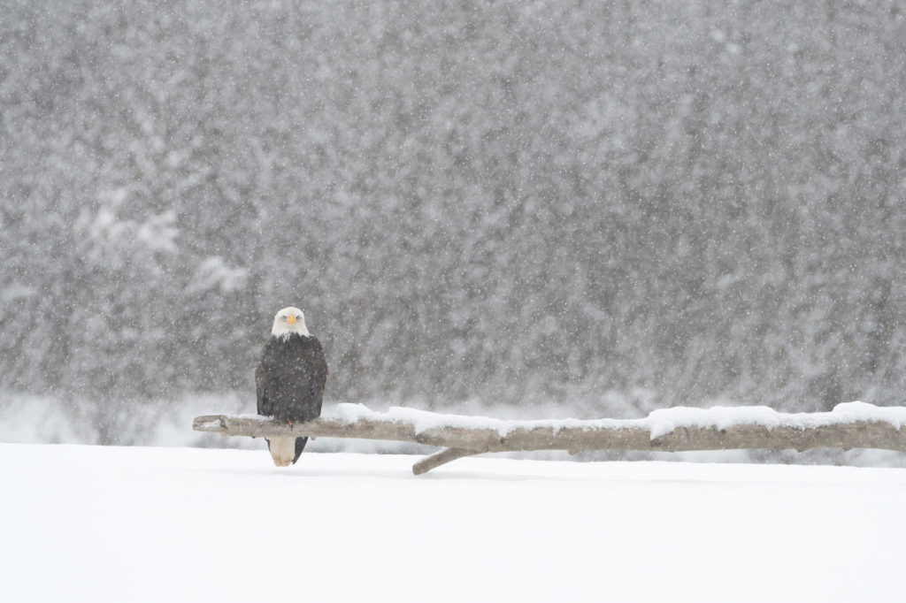 Bald eagle photo tour in a snowstorm.
