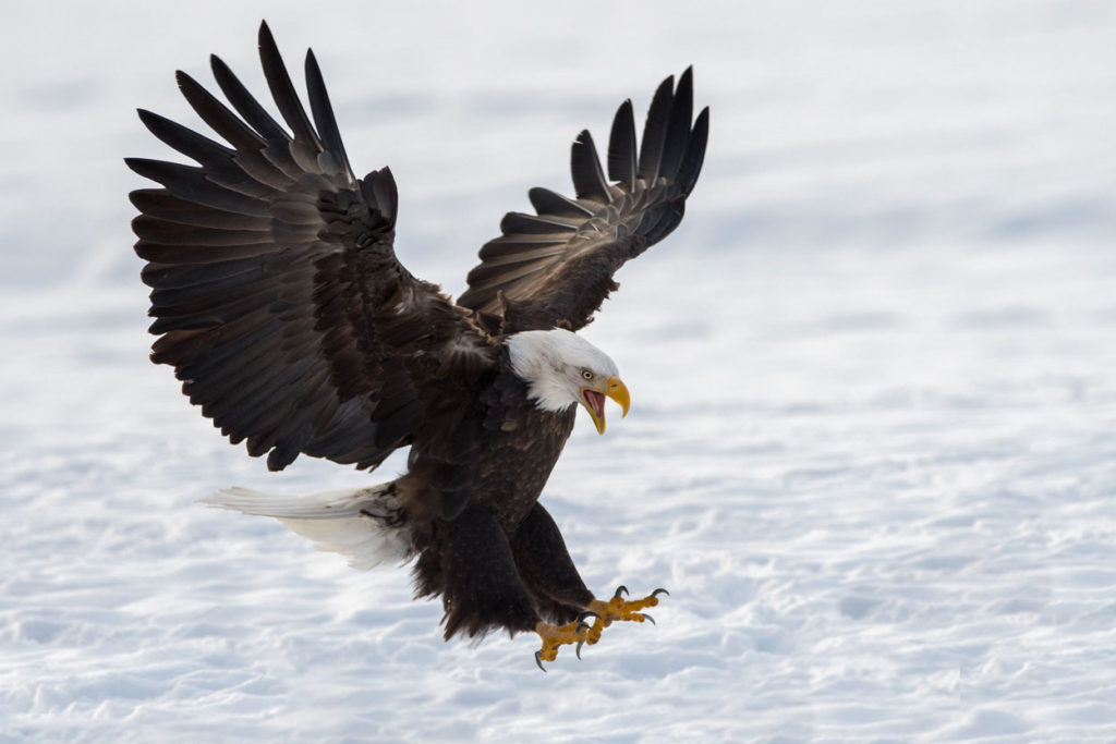 Bald eagle photo tour eagle landing.