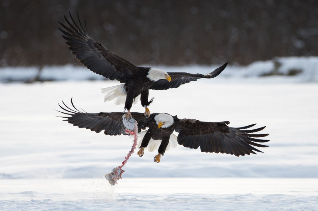 Bald eagles Fighting over a fish carcass.