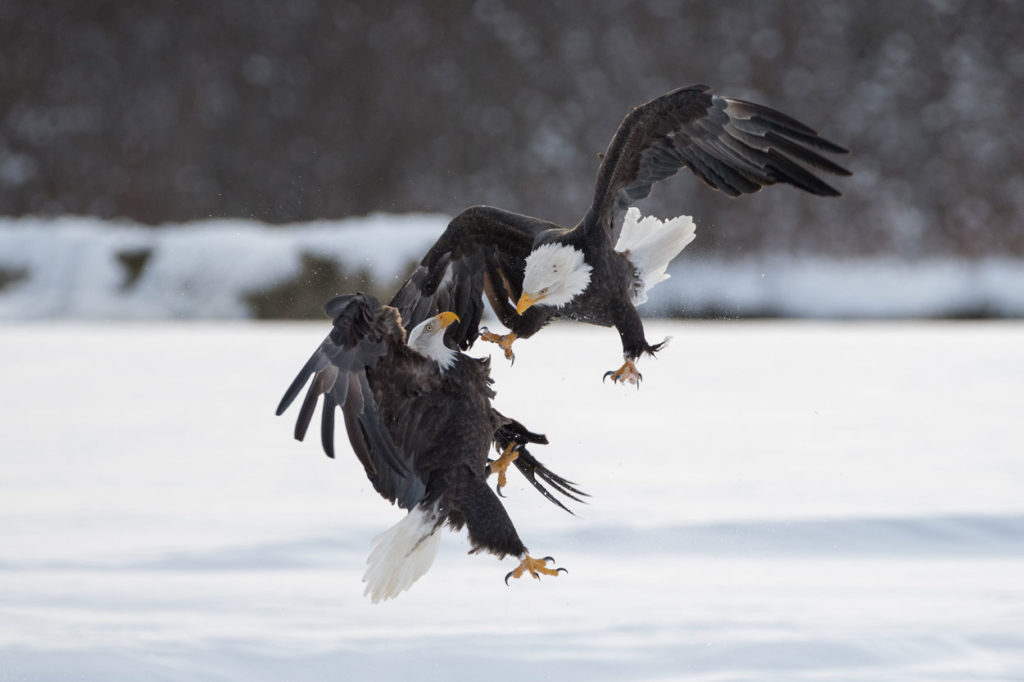 Bald eagles in a squabble.