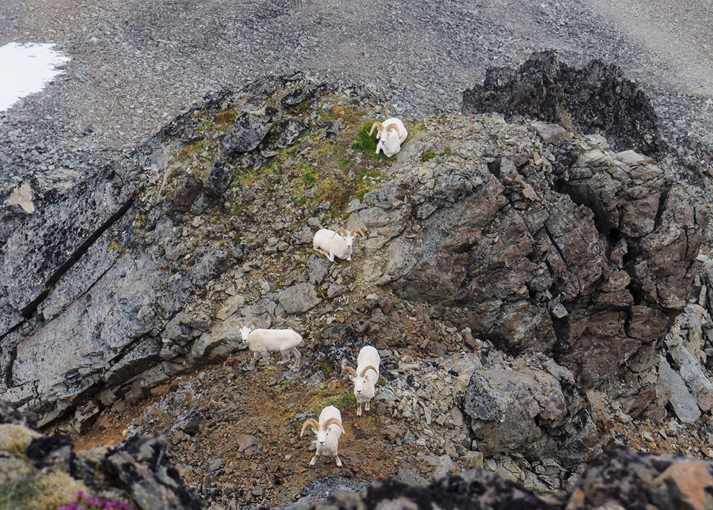 Dall sheep Lake Clark National Park Alaska.