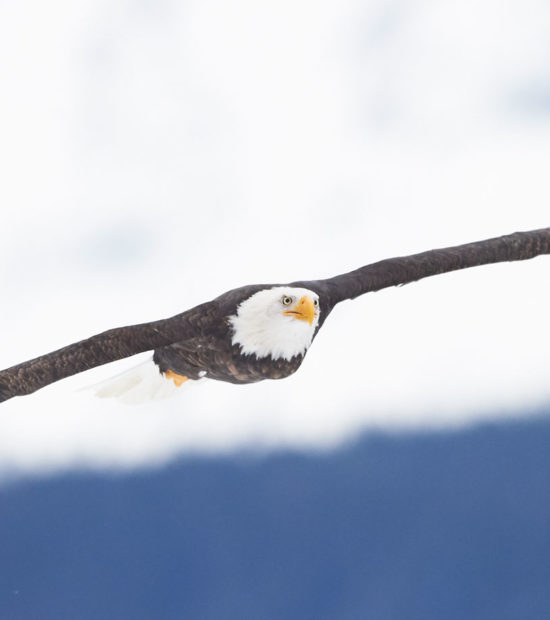 An adult bald eagle flying against Chilkat Mountains Haines Alaska.