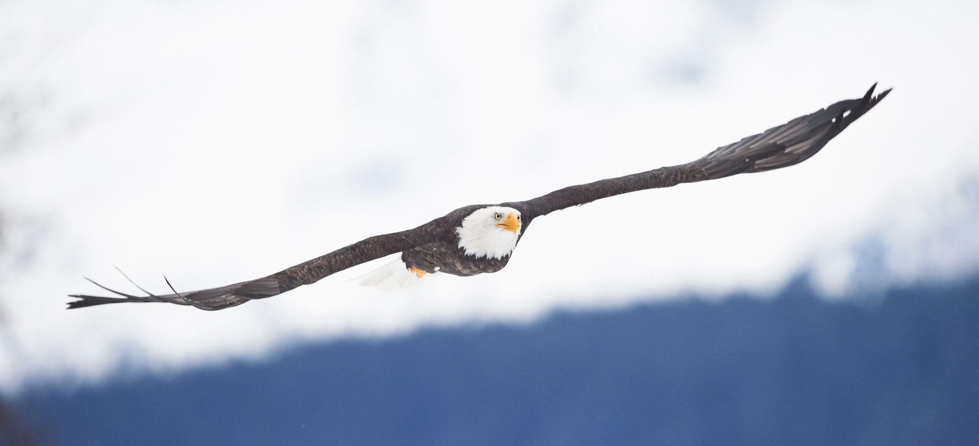 An adult bald eagle flying against Chilkat Mountains Haines Alaska.