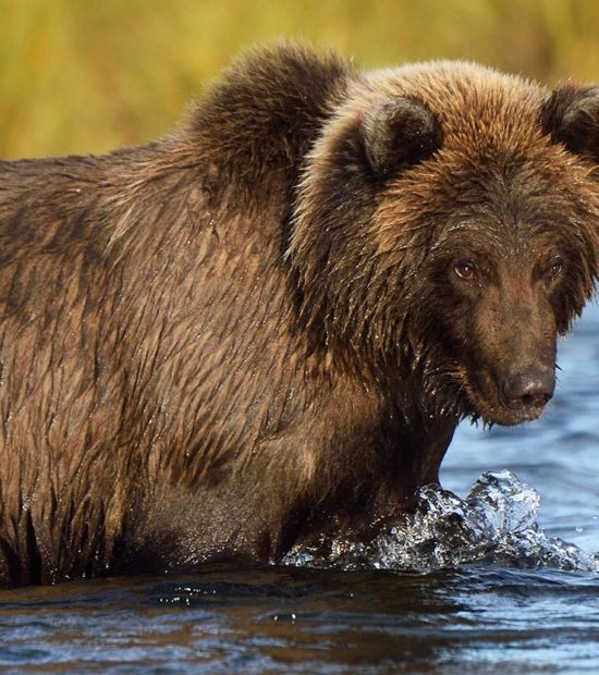 grizzly bear cub Katmai National Park tour.