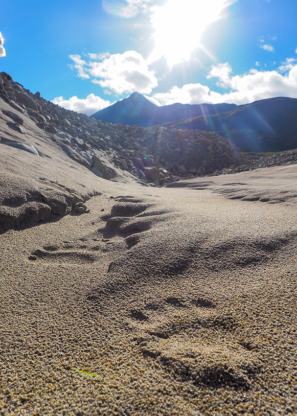 Packrafting trip, grizzly bear tracks in the sand.