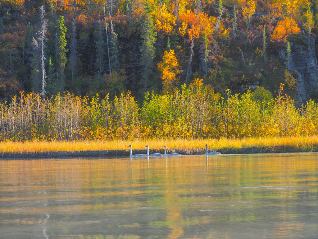 Fall colors along West Fork of Tana River packrafting trip.