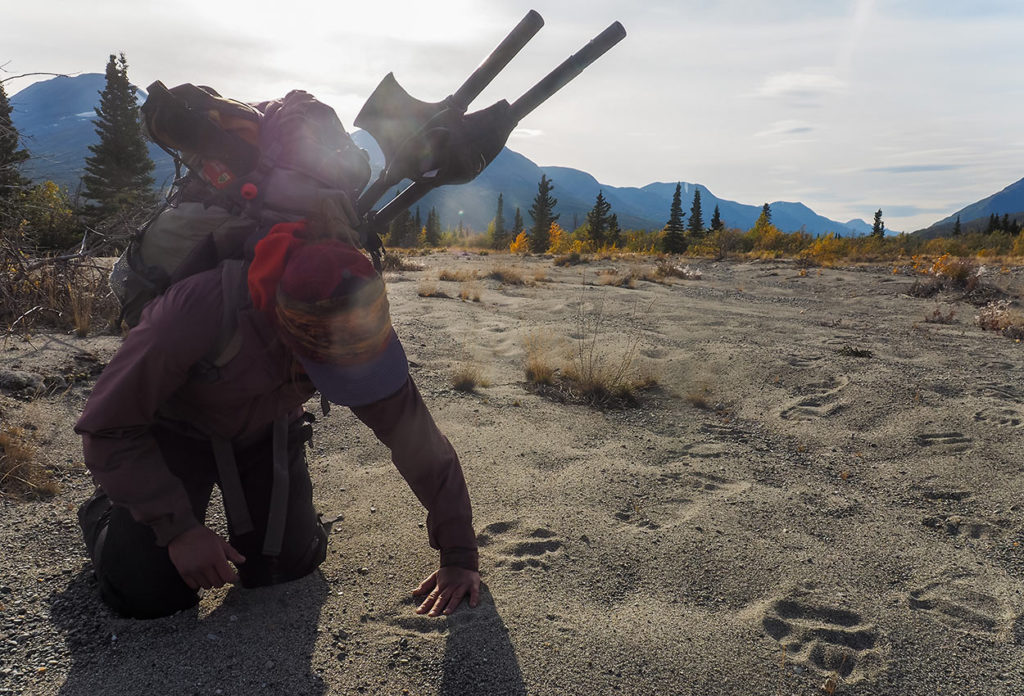 Grizzly bear tracks on West Fork of Tana River packrafting trip Alaska.