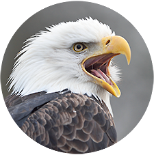 Bald eagle photo tour testimonial picture.