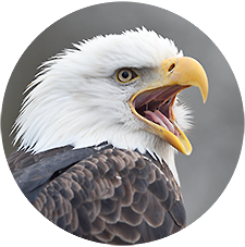 Bald eagle photo tour testimonial picture.