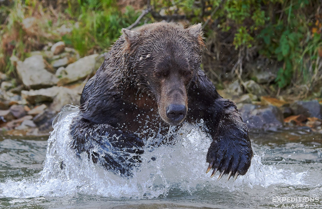 A large male brown bear really getting after it, fishing for Pink Salmon, Alaska.