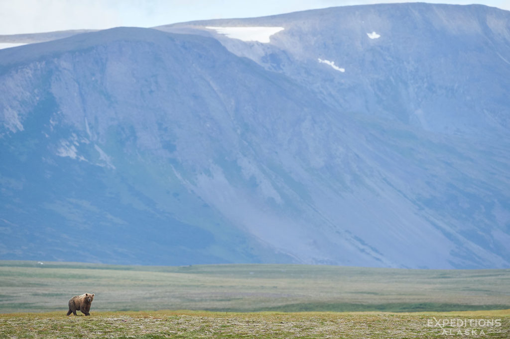 A male brown bear on the tundra is dwarfed by a distant ridge of the Alaska Range in Katmai National Park.