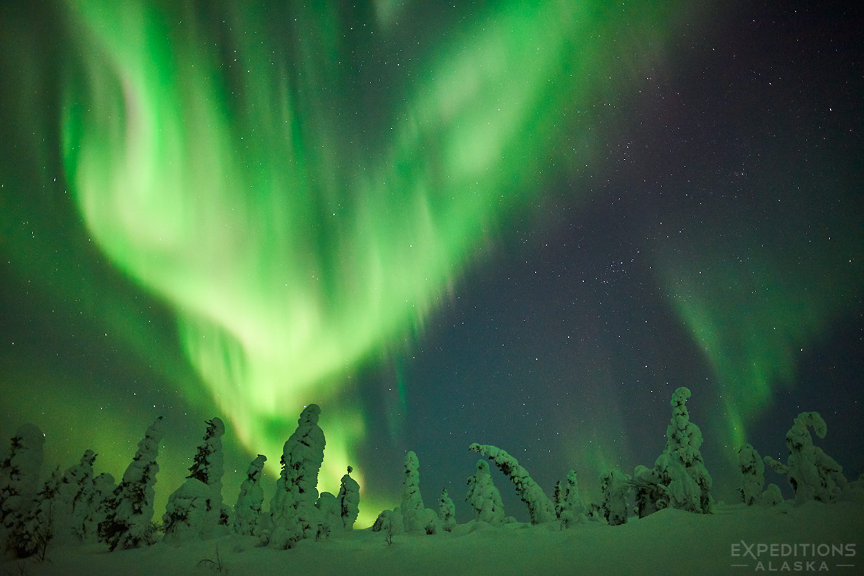 Northern Lights fire up over a snow-covered boreal forest in interior Alaska.