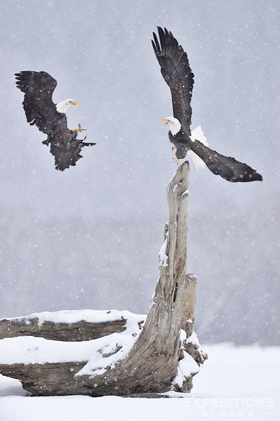A bald eagles takes off to avoid the talons of an incoming eagle.