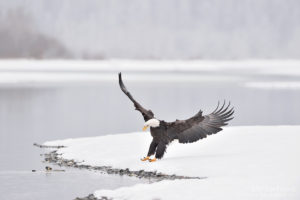 A bald eagle lands in fresh snow on the riverbank, Chilkat River, Haines, Alaska.